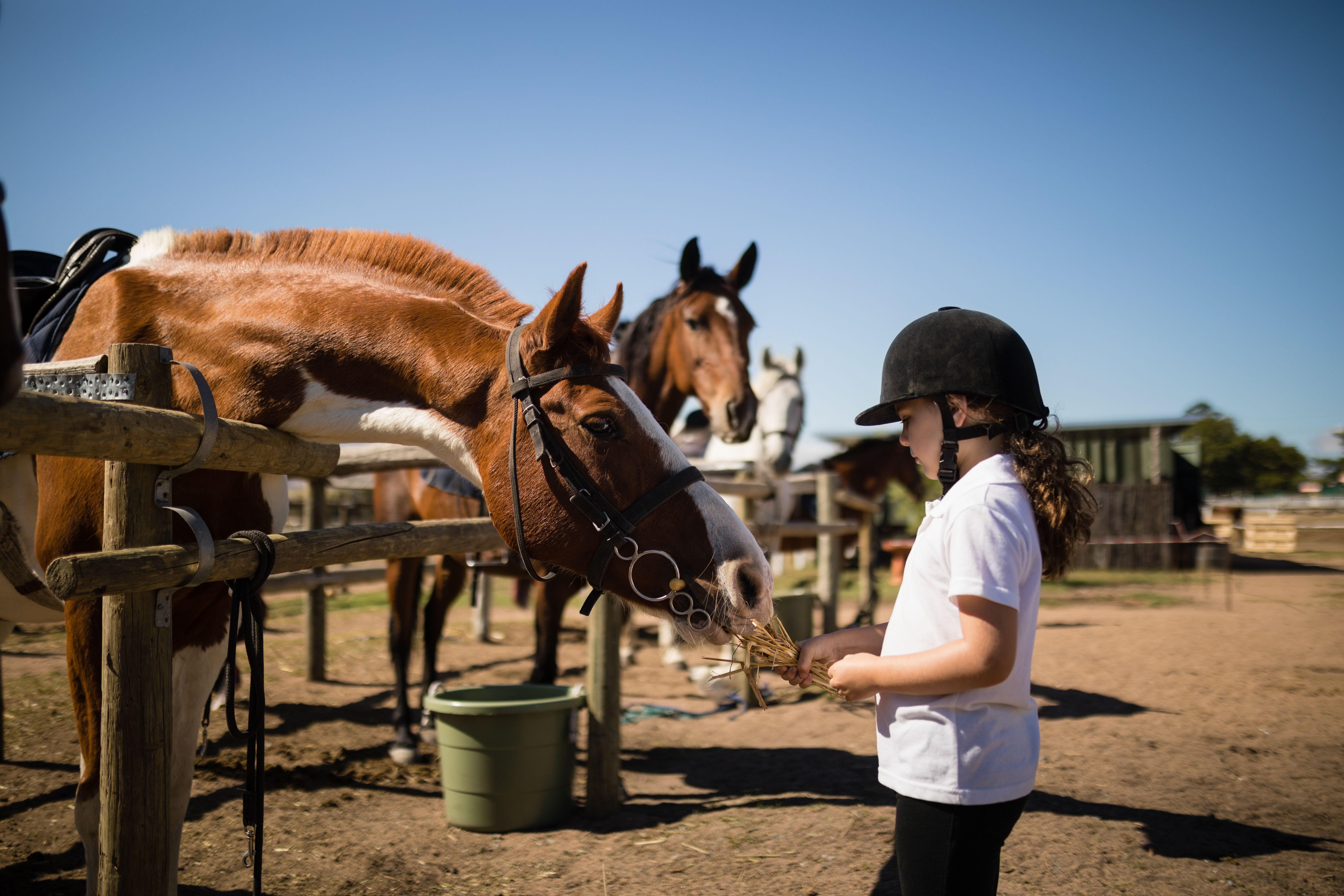 girl-feeding-the-horse-in-the-ranch-2022-02-02-03-49-53-utc.jpg