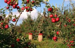 Standards package: ISO/TS 22002 - Academy Food Collection
